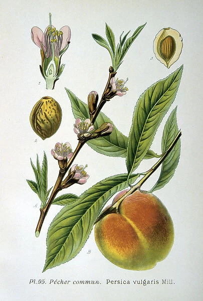 Common peach, 1893