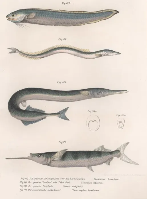 Framed Print : Print of Common Snake Fish, circa 1850s Framed Print : Print of Common Snake Fish, circa 1850s