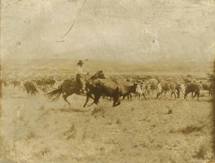Framed Print : Print of a cowboy separating cattle from the herd Framed Print : Print of a cowboy separating cattle from the herd