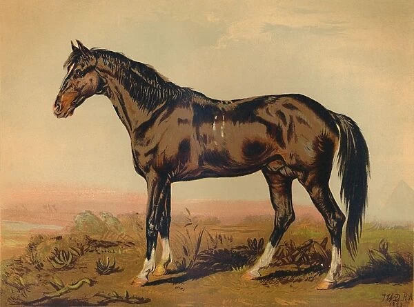 A Dongola Horse, c1850, (c1879). Creator: James Ward