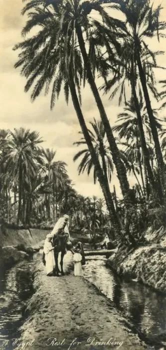 Framed Print : Egypt - Print of a Camel at Rest for Drinking, c1918-c1939 Framed Print : Egypt - Print of a Camel at Rest for Drinking, c1918-c1939