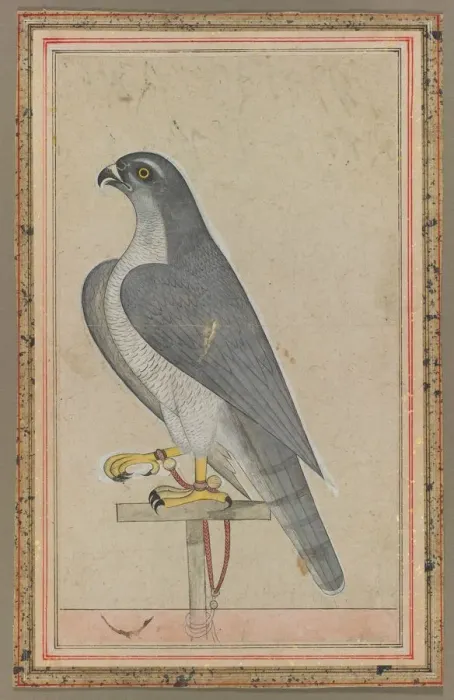 Framed Print : Print of a Peregrine Falcon, circa 1770 Framed Print : Print of a Peregrine Falcon, circa 1770