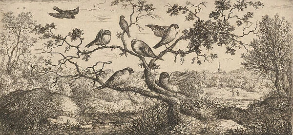 Ficedula, Piuoyne (The Bullfinch): Livre d Oyseaux (Book of Birds), 1655-1660