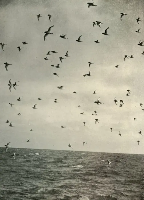 Framed Print : Flight of Antarctic Petrels Print, c1908 Framed Print : Flight of Antarctic Petrels Print, c1908