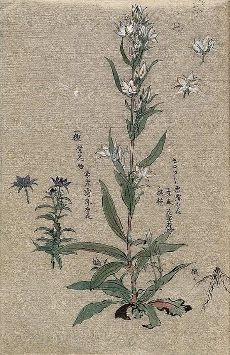 Framed Print : Two Flowering Plants Print
