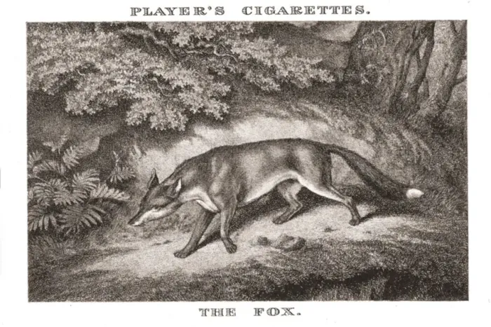 Framed Print : A print of a fox in pursuit