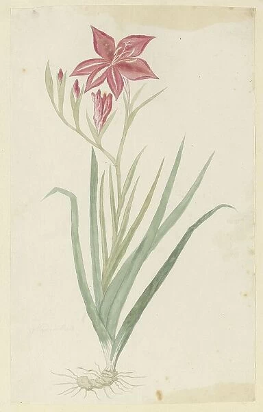 Gladiolus cardinalis curtis. 1777-1786. Creator: Robert Jacob Gordon