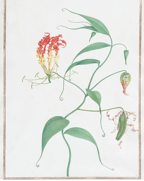 Gloriosa Superba (Climbing Lily), ca. 1660. Creator: Nicolas Robert