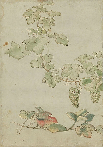 Grapevine, c17th century. Creator: Unknown
