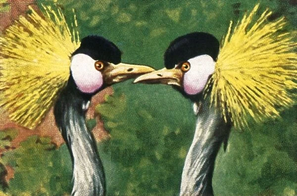 Grey crowned cranes, c1928. Creator: Unknown