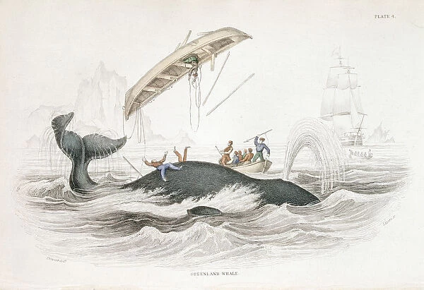 Harpooning a Greenland Whale which has tossed one of the attacking boats, 1837. Artist: William Jardine