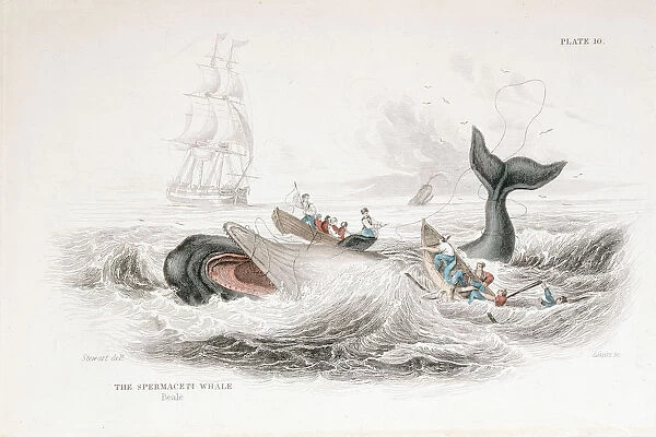 Harpooning a Sperm Whale, 1837. Artist: William Jardine