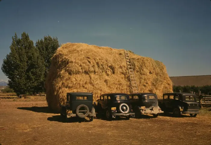 Framed Print : 1940 Hay Stack and Automobile of Peach Pickers, Delta County, Colorado Print