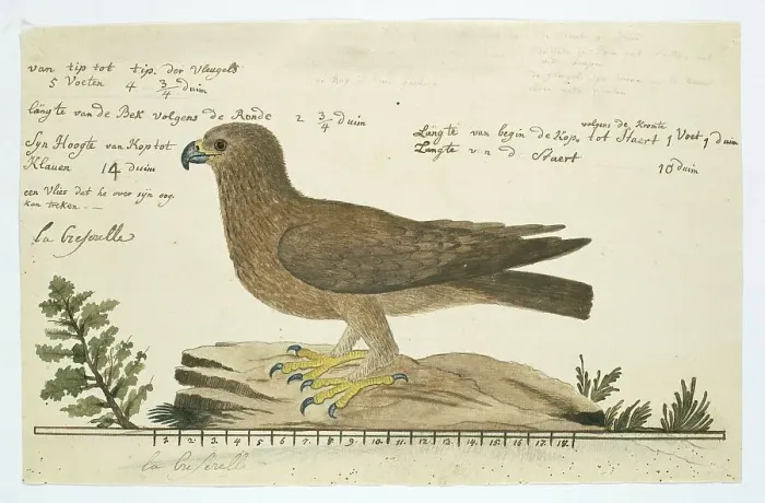 Framed Print : Print of a Booted eagle Framed Print : Print of a Booted eagle