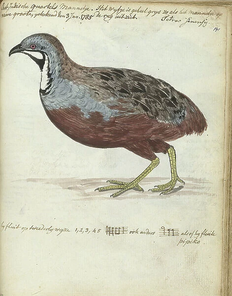 Javan quail, 1785. Creator: Jan Brandes