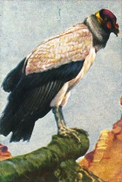 King vulture, c1928. Creator: Unknown
