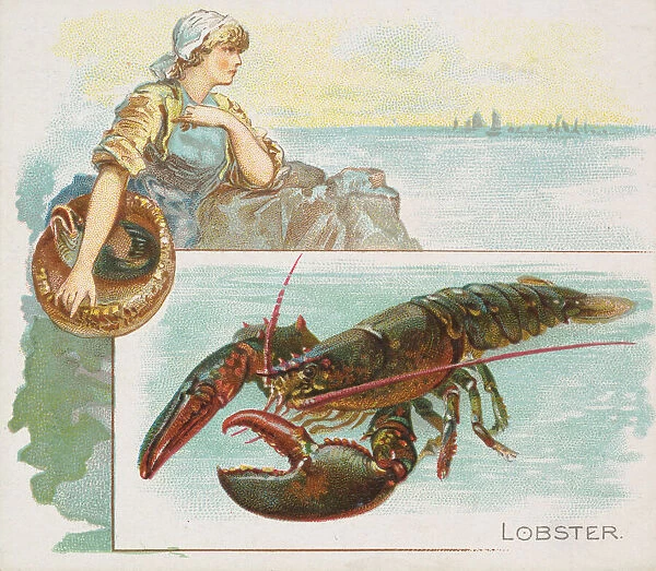 Lobster, from Fish from American Waters series (N39) for Allen & Ginter Cigarettes
