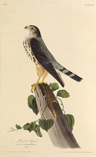The merlin. From The Birds of America, 1827-1838. Creator: Audubon, John James