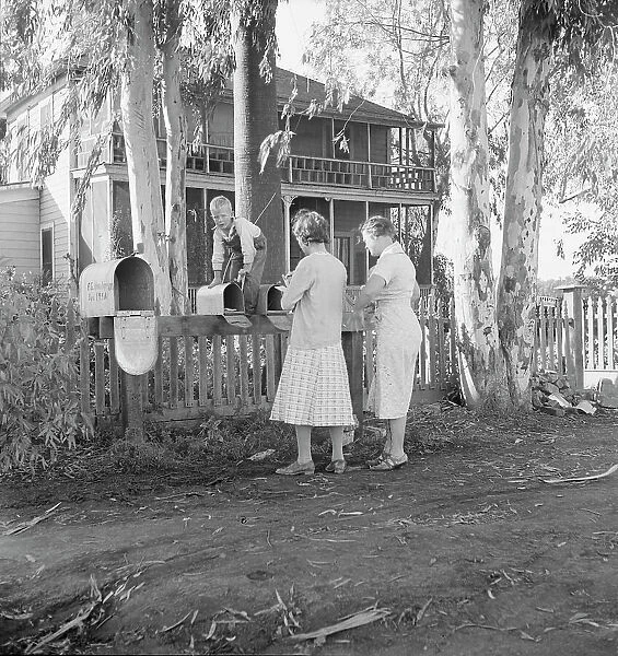Morning mail at the Mineral King cooperative farm, FSA, Tulare County, California, 1938. Creator: Dorothea Lange