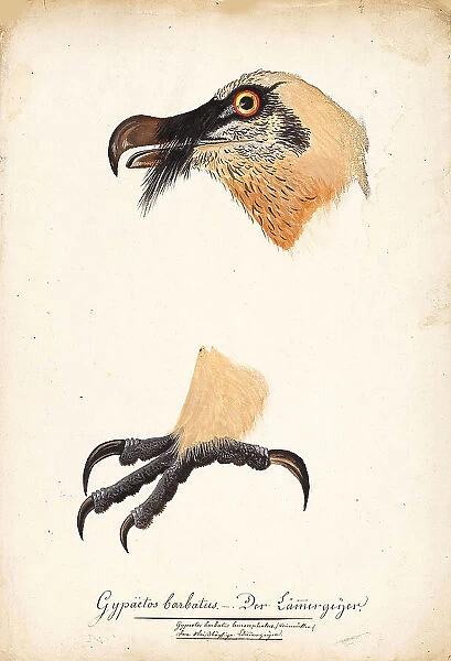 Ornithological Study, c.1800. Creator: Kuhn, G. (active 1795-1825)