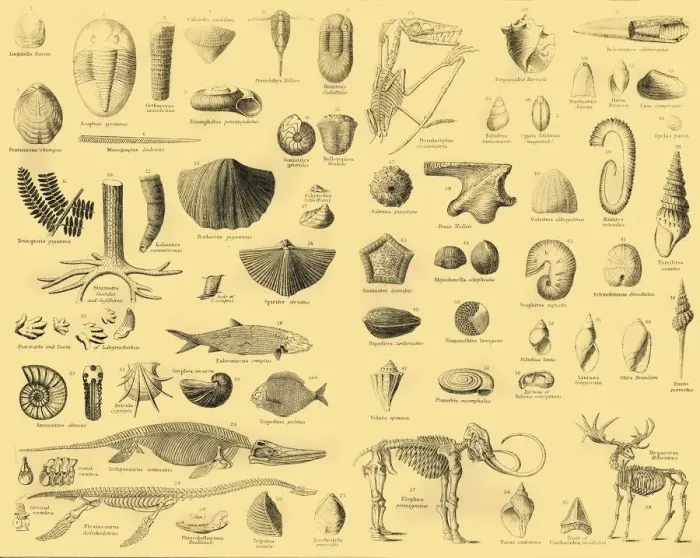Framed Print : Palaeontology Print, c1910: Study of Fossilised Life Forms Framed Print : Palaeontology Print, c1910: Study of Fossilised Life Forms