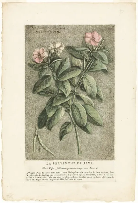 Framed Print : The Periwinkle of Java Print, 1767