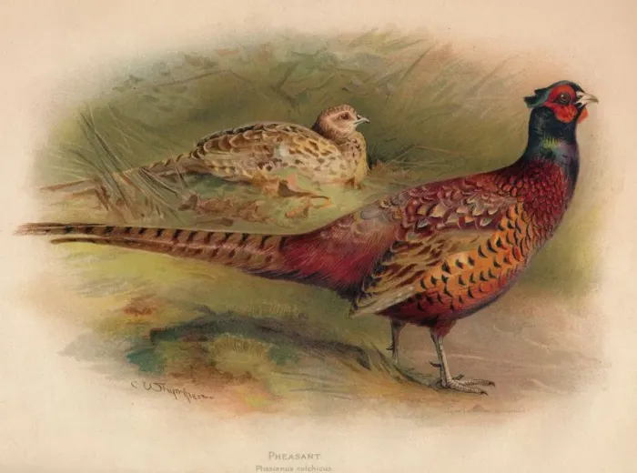 Framed Print : Print of a Pheasant (Phasianus colchicus) in a natural setting Framed Print : Print of a Pheasant (Phasianus colchicus) in a natural setting
