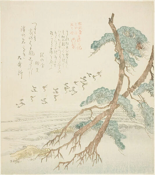 Pine Trees, from the series 'Tosa Diary for the Shofudai, Hisakataya, and Bu... early 19th century. Creator: Kubo Shunman