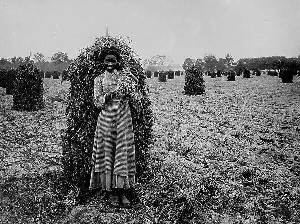 Polly in the peanut patch, between 1900 and 1905. Creator: Unknown