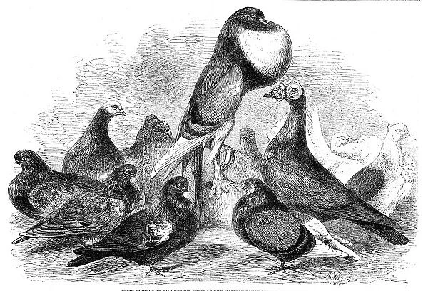 Prize Pigeons at the recent show of the Halifax Fancy Pigeon Association, 1862. Creator: Harrison Weir