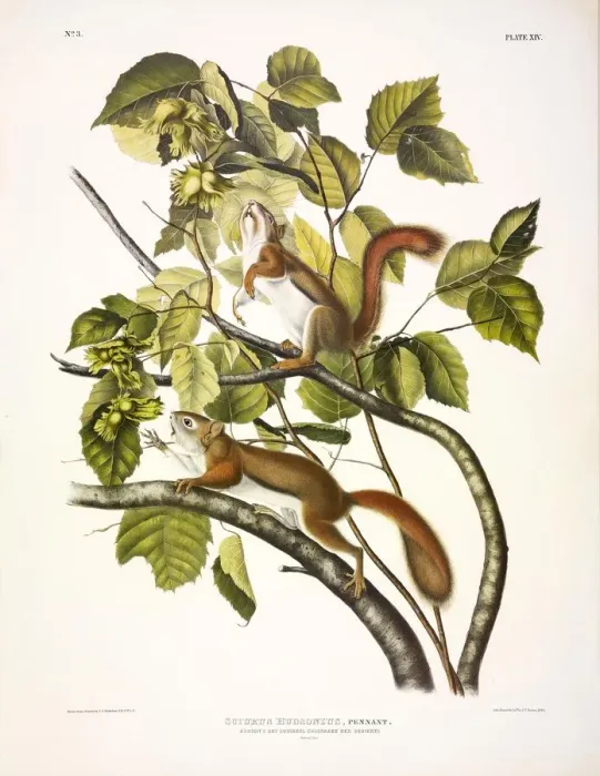 Framed Print : Red Squirrel Print, 1845 Colour Lithograph Framed Print : Red Squirrel Print, 1845 Colour Lithograph