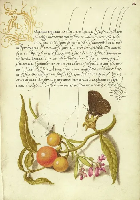 Framed Print : Ringlet, False Jerusalem Cherry, and Milkwort Print Framed Print : Ringlet, False Jerusalem Cherry, and Milkwort Print