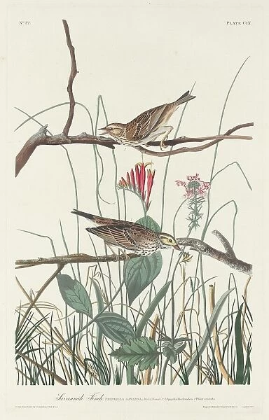 Savannah Finch, 1831. Creator: Robert Havell