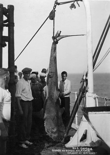 Shark on board the cruise ship Atlantis, caught off Bathurst, Gambia, 20th century