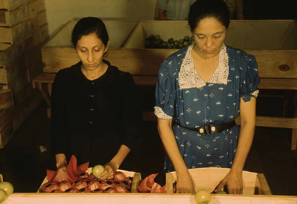 Sorting and packing tomatoes at the Yauco Cooperative Tomato Growers Association, Puerto Rico, 1942. Creator: Jack Delano