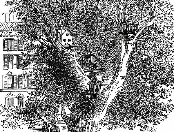 Sparrow-Nests in Philadelphia, 1876. Creator: Unknown