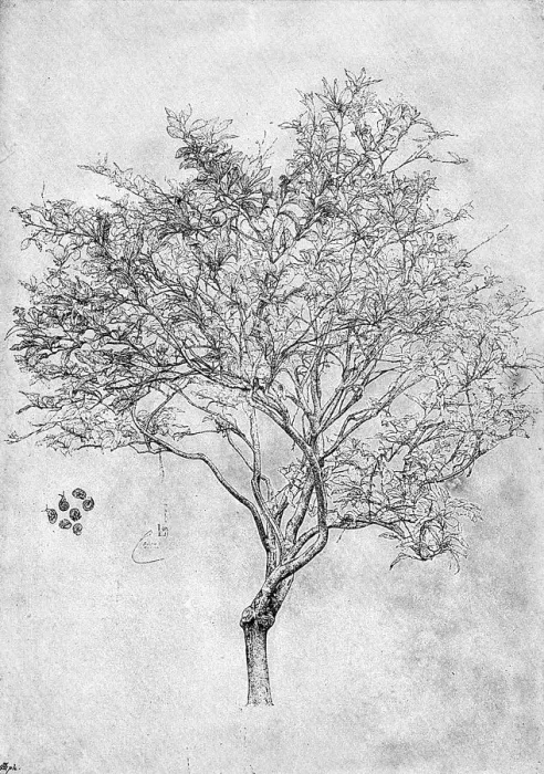 Framed Print : Study of a Lemon Tree, 1899 Print