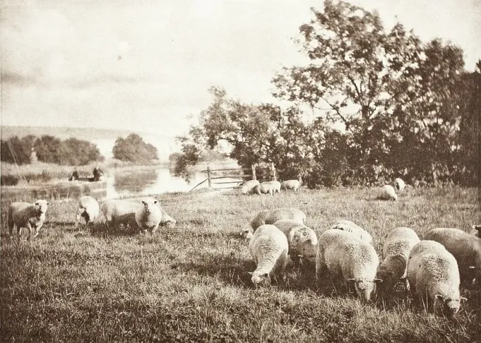 Framed Print : A Study of Sheep Print, 1889-1891 Framed Print : A Study of Sheep Print, 1889-1891