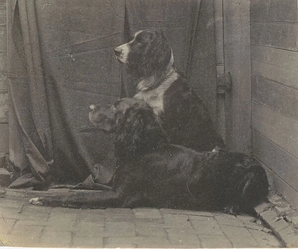 [Thomas Eakinss Dog Harry and Another Setter], 1880s. 1880s. Creator: Thomas Eakins