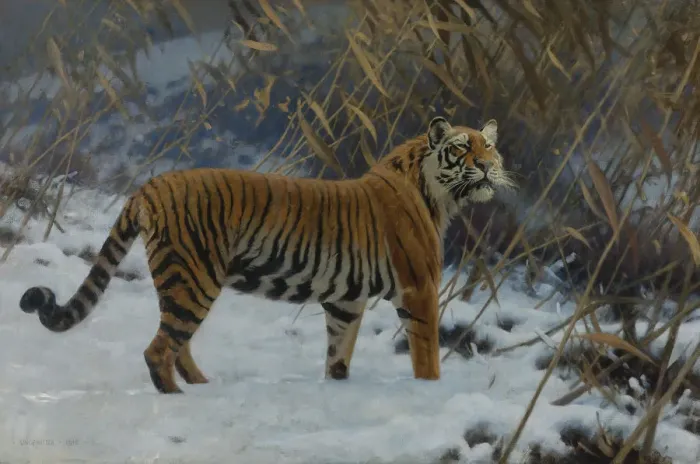 Framed Print : A Tiger in the Snow Print Framed Print : A Tiger in the Snow Print