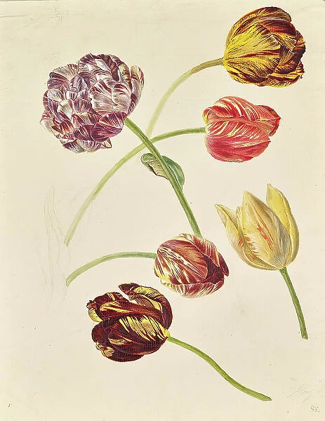 Tulips, around 1840 / 1850. Creator: Leopold von Stoll