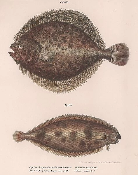 Turbot, (Rhombus maximus), Common Sole (Solea vulgaris), c. 1850s