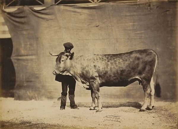 Vache Garonnaise, agee de 5 a6 ans, 1856. Creator: Adrien Alban Tournachon