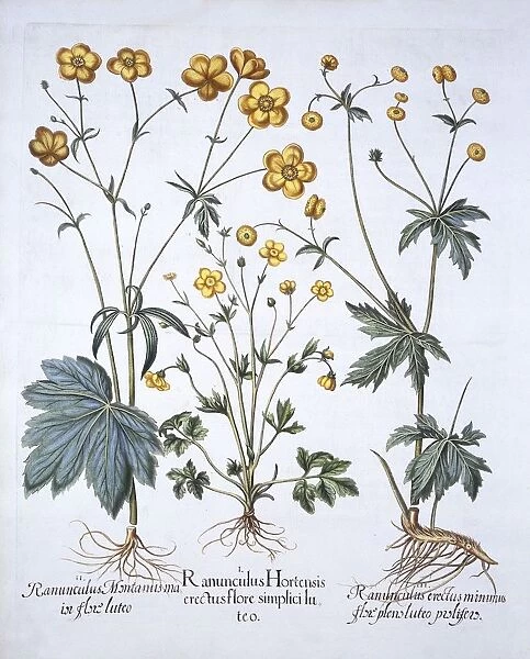 Three Varieties of Buttercup, from Hortus Eystettensis, by Basil Besler (1561-1629), pub