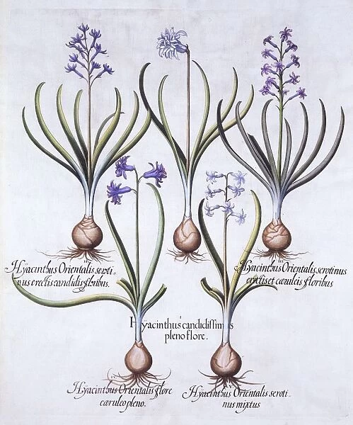 Varieties of Hyacinth with Bulb, from Hortus Eystettensis, by Basil Besler (1561-1629), pub