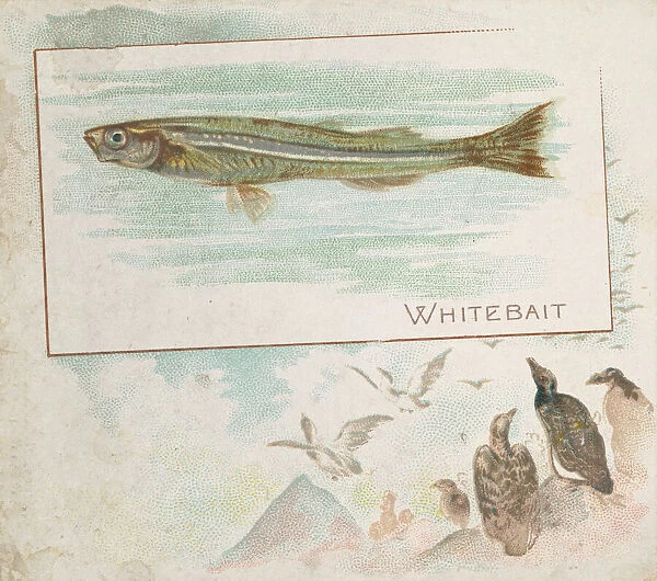 Whitebait, from Fish from American Waters series (N39) for Allen & Ginter Cigarettes
