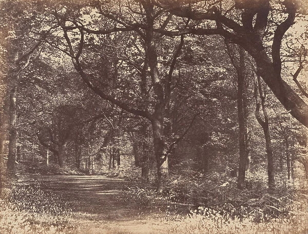 Wood-scene, Norton, Cheshire, 1856. Creator: Thomas Davies