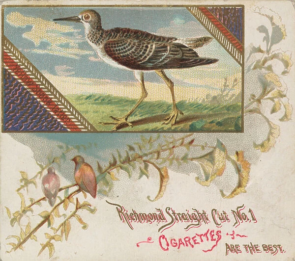 Yellow Shank Tatler, from the Game Birds series (N40) for Allen & Ginter Cigarettes