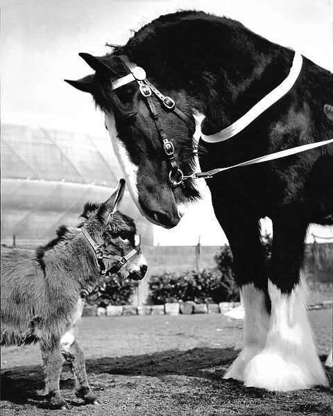 Big and Little. Henry Cooper a massive shire horse meets Long Ears, a miniature Donkey