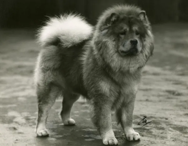 Original chow hot sale chow